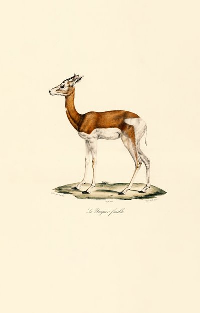 Springbok (Female) by Jacques Christophe Werner