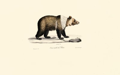 Syrian Brown Bear by Jacques Christophe Werner