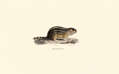 Thirteen-lined Ground Squirrel by Jacques Christophe Werner