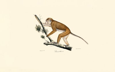 Tibetan Macaque by Jacques Christophe Werner