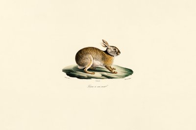Tolai Hare by Jacques Christophe Werner