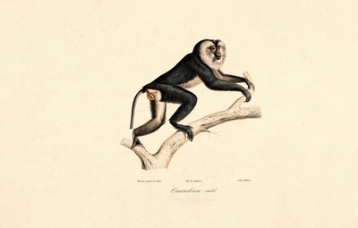White-collared Mangabey (Male) by Jacques Christophe Werner