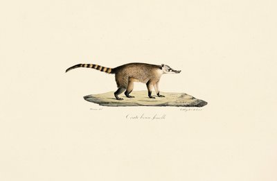 White-nosed Coati (Female) by Jacques Christophe Werner