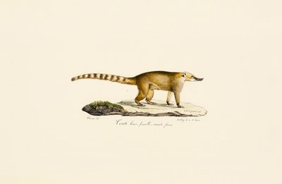 White-nosed Coati (female, lighter variant) by Jacques Christophe Werner