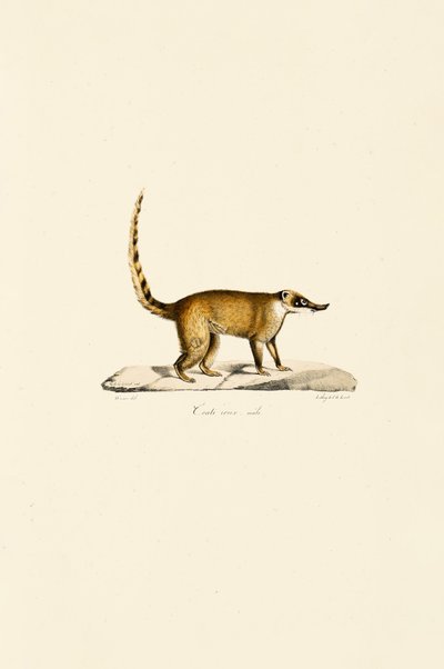 White-nosed Coati (Male) by Jacques Christophe Werner