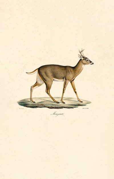 White-tailed Deer by Jacques Christophe Werner