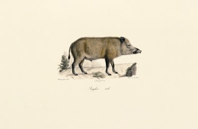 Wild Boar by Jacques Christophe Werner