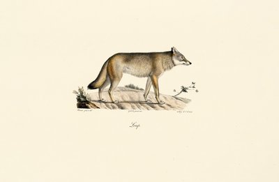 Wolf by Jacques Christophe Werner