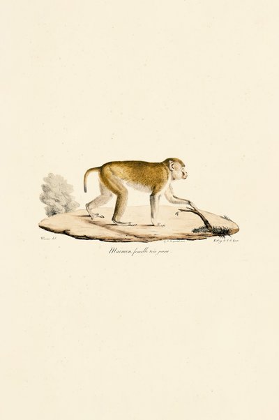 Young Female Night Monkey by Jacques Christophe Werner