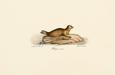 Young Harbor Seal by Jacques Christophe Werner