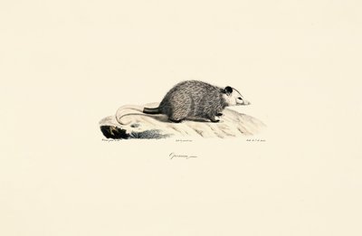 Young Opossum by Jacques Christophe Werner