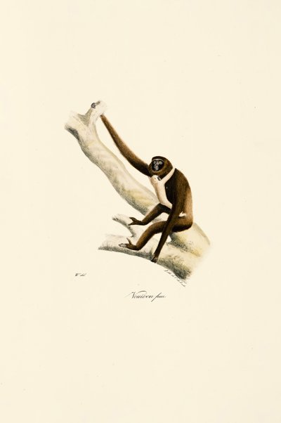 Young White-handed Gibbon by Jacques Christophe Werner