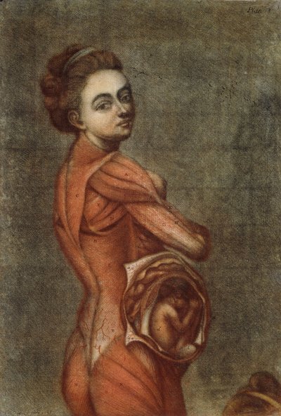 Anatomical Illustration in Colour of a Pregnant Female by Jacques Fabien Gautier dAgoty