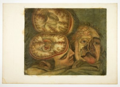 Cranial Dissection, plate five from Anatomy of the Head, in Printed Paintings by Jacques Fabien Gautier d