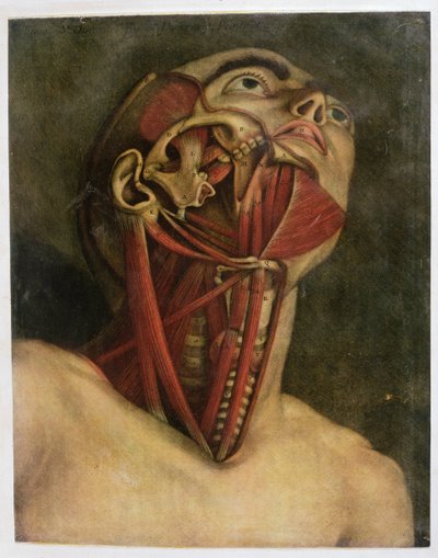 Cross-Section of the Right Hand Side of the Neck and Face by Jacques Fabien Gautier d