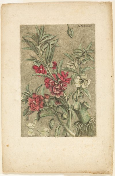 Impatiens, from Collection of Usual, Curious, and Foreign Plants by Jacques Fabien Gautier d