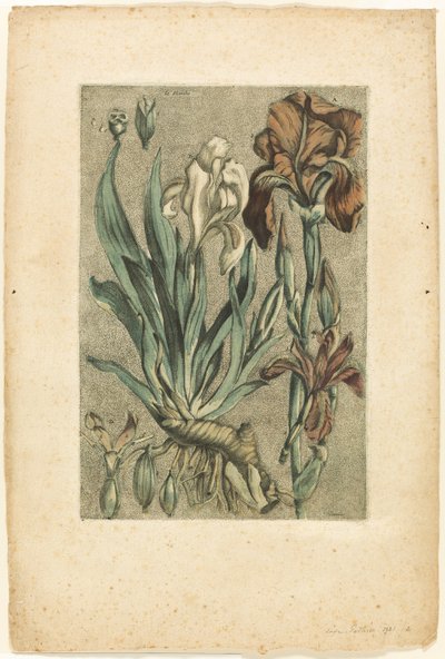 Iris Florentina, from Collection of Usual, Curious, and Foreign Plants by Jacques Fabien Gautier d