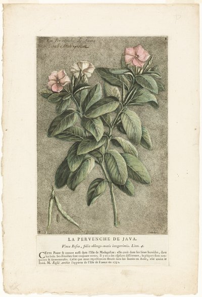 The Periwinkle of Java, from Collection of Usual, Curious, and Foreign Plants by Jacques Fabien Gautier d