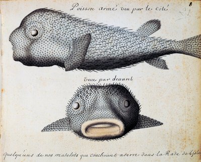 Armoured Fish, front and side views by Jacques Gouin de Beauchesne