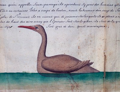 Bird called Foux (Booby), Sao Vicente island, Cape Verde, from log book by Jacques Gouin de Beauchesne by Jacques Gouin de Beauchesne