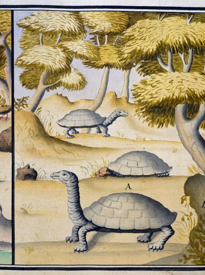 Turtles, from log book by Jacques Gouin de Beauchesne by Jacques Gouin de Beauchesne