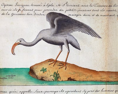 White Ibis, Sao Vicente island, Cape Verde by Jacques Gouin de Beauchesne