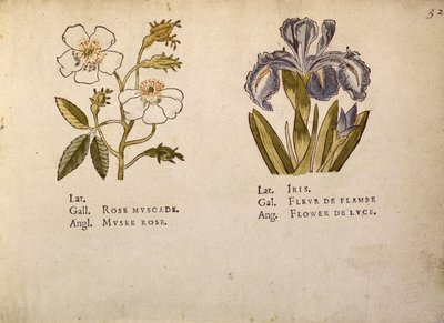Rose and Iris, from La Clef des Champs by Jacques Le Moyne
