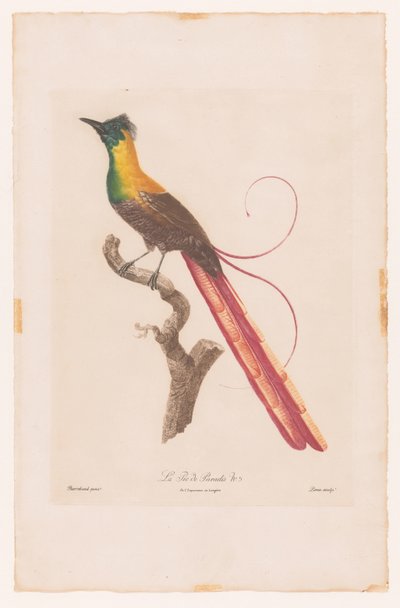 Bird of Paradise on a Branch (La Pie de Paradis No 5) by Jacques Louis Perée