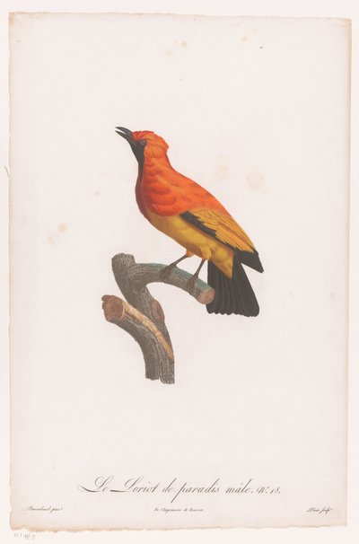 Black-masked Bowerbird on a Branch by Jacques Louis Perée