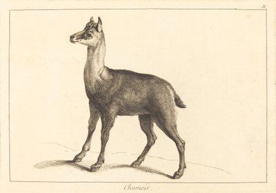 Chamois by Jacques Philippe Le Bas and Jean Eric Rehn after Jean Baptiste Oudry