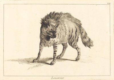 Hyena by Jacques Philippe Le Bas and Jean Eric Rehn after Jean Baptiste Oudry