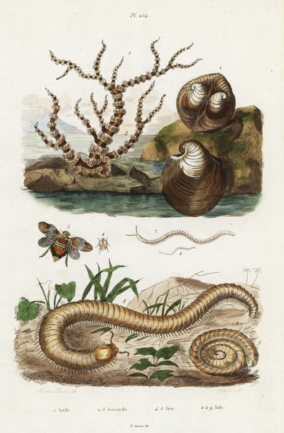 Bamboo Coral, Oxheart Clam and Planthoppers by Jacques Reyne Isidore Acarie Baron