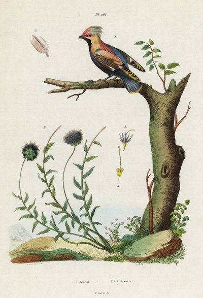 Bohemian Waxwing and Sheep