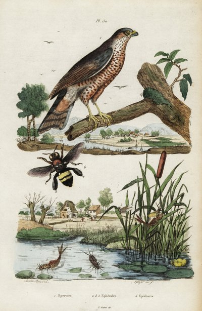 Sparrowhawk, mayfly and bee by Jacques Reyne Isidore Acarie Baron