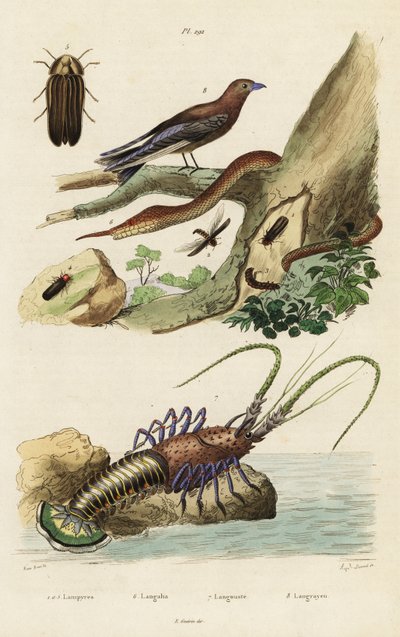 Spiny Lobster, Woodswallow, Firefly and Leaf-Nosed Snake by Jacques Reyne Isidore Acarie Baron