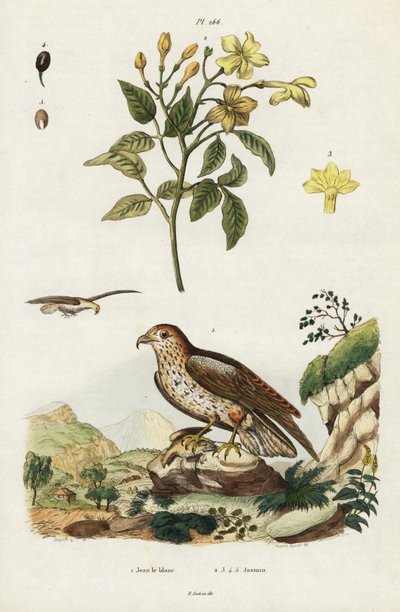 Yellow jasmine and short-toed snake eagle by Jacques Reyne Isidore Acarie Baron