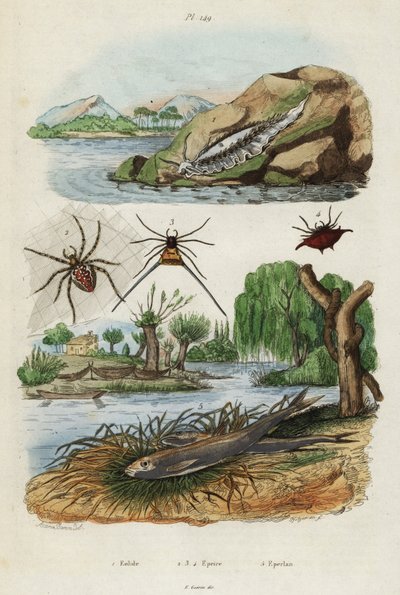 Sea slug, garden spider and European smelt by Jacques Reyne Isidore Acarie Baron