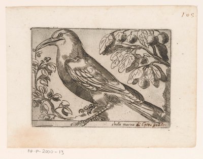 Bird (Chuta marina) (Birds Series) by Jacques de Fornazeris (possibly)