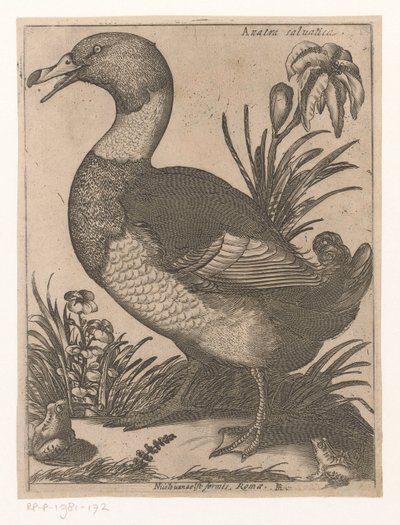 Duck by Jacques de Fornazeris