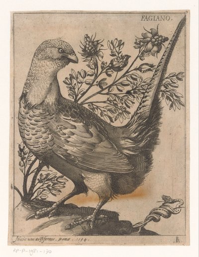 Pheasant by Jacques de Fornazeris