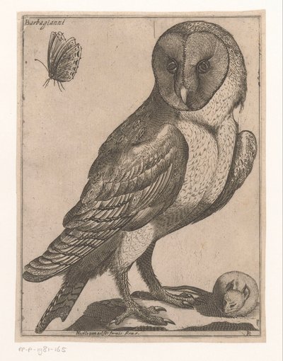 Barn Owl (series title: Nine Birds) by Jacques de Fornazeris