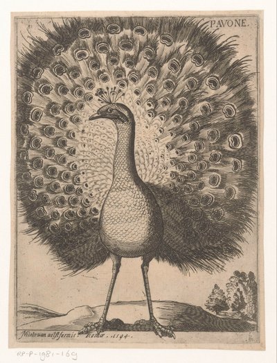 Peacock (Nine birds series) by Jacques de Fornazeris