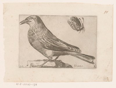 Starling (Sturnus vulgaris) by Jacques de Fornazeris