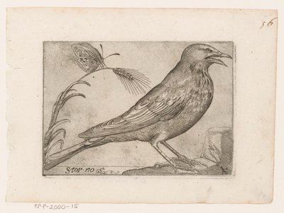 Starling (Sturnus vulgaris) (Storno) (Birds) by Jacques de Fornazeris