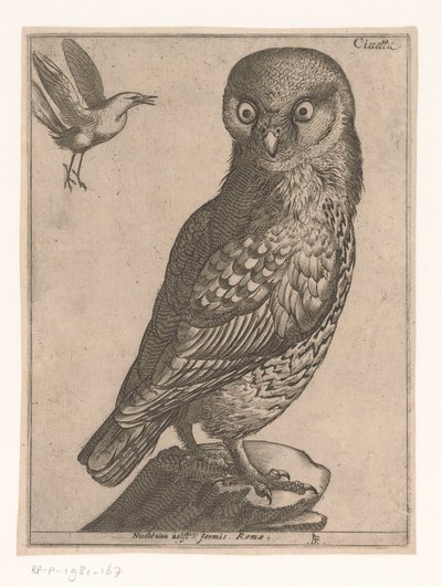 Little Owl (Negen Vogels) by Jacques de Fornazeris