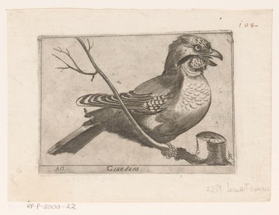Eurasian Jay (Garrulus glandarius) by Jacques de Fornazeris