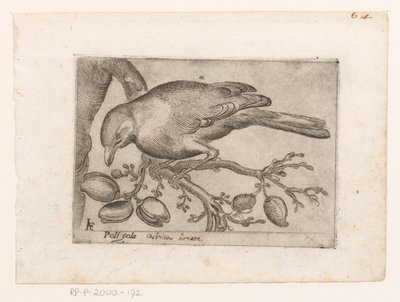 Bird by Jacques de Fornazeris