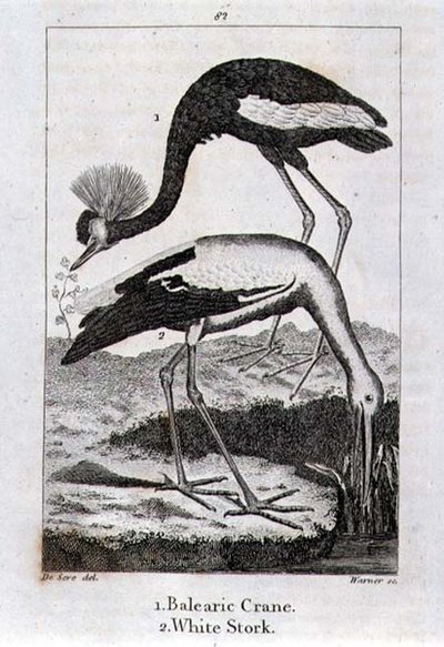 Balearic Crane and White Stork, from 