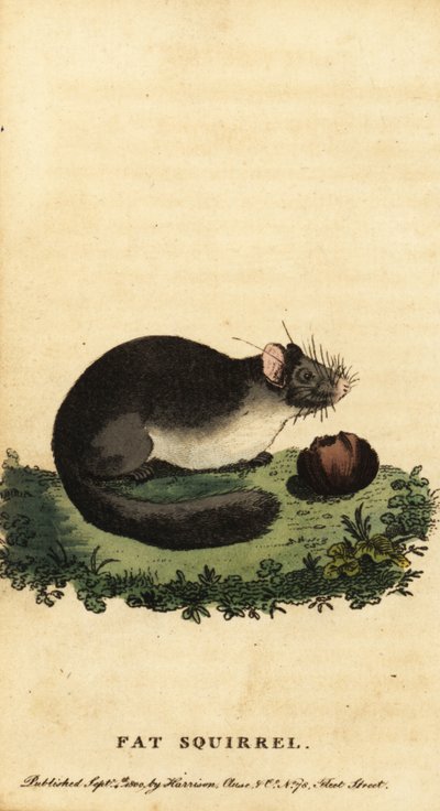 Edible dormouse or fat dormouse, Glis glis (1800) by Jacques de Seve