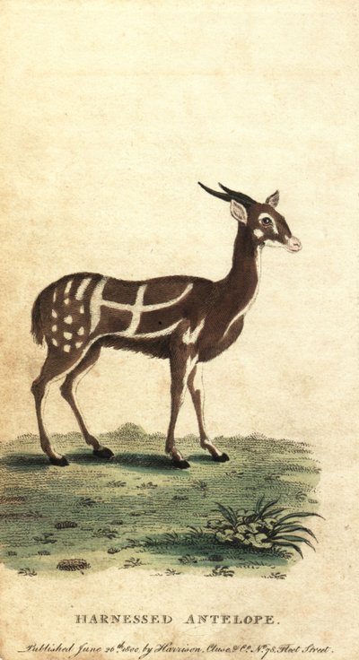 Harnessed Bushbuck or Kewel, Tragelaphus Scriptus by Jacques de Seve